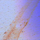 stereo_tn NRF_0658_0725353794_270EJP_N0320274NCAM08111_09_095J01