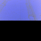 stereo_tn NLF_0670_0726422025_222EJP_N0320604NCAM08111_XX_095J02