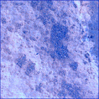 SIF_0727_0731487808_808EBY_N0360000SRLC02500_0000LMJ