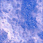 SIF_0727_0731487927_246EBY_N0360000SRLC01236_0000LMJ