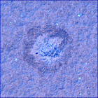 SIF_0747_0733259332_960EBY_N0370000SRLC02503_0000LMJ