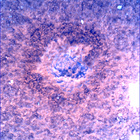 SIF_0747_0733259509_632EBY_N0370000SRLC00748_0000LMJ