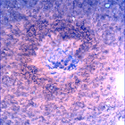 SIF_0747_0733259521_285EBY_N0370000SRLC00748_0000LMJ