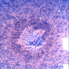 SIF_0747_0733259685_847EBY_N0370000SRLC00748_0000LMJ