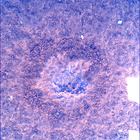 SIF_0747_0733259687_484EBY_N0370000SRLC00748_0000LMJ