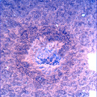 SIF_0747_0733259692_394EBY_N0370000SRLC00748_0000LMJ