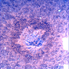 SIF_0747_0733259694_031EBY_N0370000SRLC00748_0000LMJ
