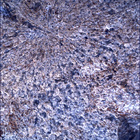 SIF_0860_0743289679_199EBY_N0420000SRLC00348_0000LMJ