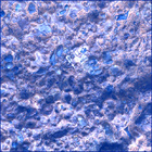 SIF_0887_0745689862_539EBY_N0440000SRLC00630_0000LMJ