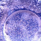 SIF_0915_0748169697_042EBY_N0450000SRLC01030_0000LMJ