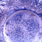 SIF_0915_0748169698_582EBY_N0450000SRLC01030_0000LMJ