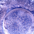 SIF_0915_0748169700_121EBY_N0450000SRLC01030_0000LMJ
