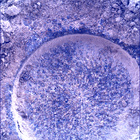 SIF_0915_0748169701_660EBY_N0450000SRLC01030_0000LMJ