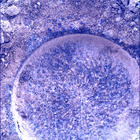 SIF_0915_0748169704_738EBY_N0450000SRLC01030_0000LMJ