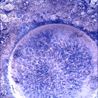 SIF_0915_0748169706_277EBY_N0450000SRLC01030_0000LMJ