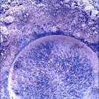 SIF_0915_0748169875_578EBY_N0450000SRLC01030_0000LMJ