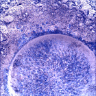 SIF_0915_0748169878_664EBY_N0450000SRLC01030_0000LMJ