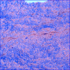 SIF_1076_0762461497_542EBY_N0501618SRLC08047_0000LMJ