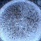 SIF_1080_0762848984_832EBY_N0501618SRLC08029_0000LMJ