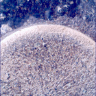 SIF_1153_0769311418_683EBY_N0522638SRLC00636_0000LMJ