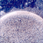 SIF_1153_0769311423_394EBY_N0522638SRLC00636_0000LMJ