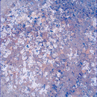 SIF_1193_0772852543_531EBY_N0541152SRLC00624_0000LMJ