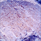 SIF_1212_0774538109_511EBY_N0560000SRLC00448_0000LMJ