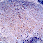 SIF_1212_0774538114_539EBY_N0560000SRLC00448_0000LMJ