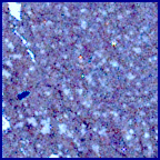 SIF_1228_0775980273_203EBY_N0562932SRLC09814_0000LMJ_calib01_areo info