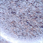 SIF_1261_0778891665_585EBY_N0590204SRLC00439_0000LMJ