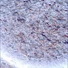 SIF_1261_0778891674_609EBY_N0590204SRLC00439_0000LMJ