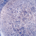 SIF_1317_0783862022_882EBY_N0612080SRLC00624_0000LMJ