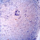 SIF_1396_0790869438_550EBY_N0650000SRLC00454_0000LMJ