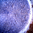 SIF_1405_0791676488_468EBY_N0670000SRLC00654_0000LMJ