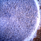 SIF_1405_0791676491_859EBY_N0670000SRLC00654_0000LMJ
