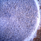 SIF_1405_0791676493_554EBY_N0670000SRLC00654_0000LMJ