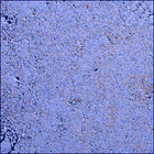 SIF_1424_0793358982_281EBY_N0690000SRLC00742_0000LMJ