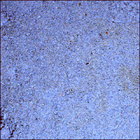 SIF_1424_0793385848_050EBY_N0690000SRLC08027_0000LMJ
