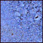 SIF_1426_0793563468_480EBY_N0690000SRLC09814_0000LMJ