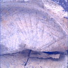SIF_1437_0794509881_386EBY_N0692124SRLC00561_0000LMJ