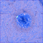 SIF_1437_0794510152_597EBY_N0692124SRLC02500_0000LMJ