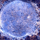SIF_1447_0795402886_824EBY_N0700000SRLC01025_0000LMJ
