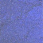 SIF_1460_0796581096_296EBY_N0710056SRLC08057_0000LMJ