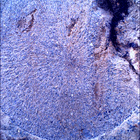 SIF_1479_0798239440_699EBY_N0730000SRLC00732_0000LMJ