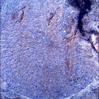 SIF_1479_0798239443_855EBY_N0730000SRLC00732_0000LMJ