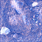 SIF_1483_0798597002_750EBY_N0730000SRLC00730_0000LMJ