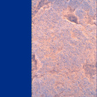 SIF_1528_0802585864_640EBY_N0750000SRLC00524_0000LMJ