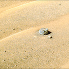 NLF_1689_0816870043_351EBY_N0813270SCAM01689_00_0LLJ