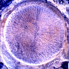 SIF_1769_0823982576_972EBY_N0850000SRLC01025_0000LMJ