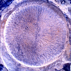 SIF_1769_0823982581_390EBY_N0850000SRLC01025_0000LMJ